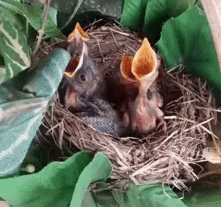 babyBird